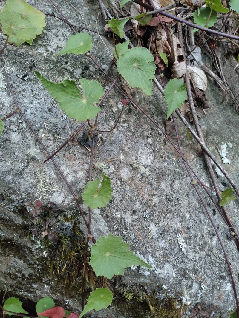 Hydrocotyle acuminata