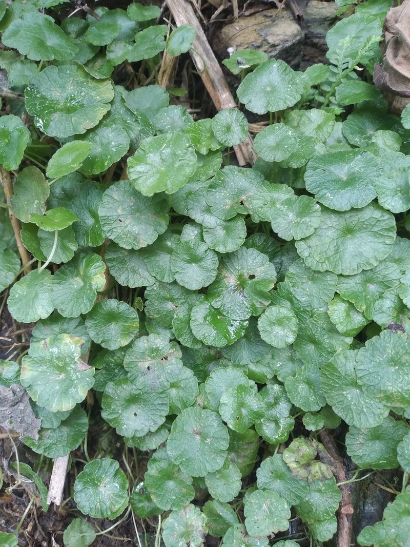 Hydrocotyle acuminata photo 2