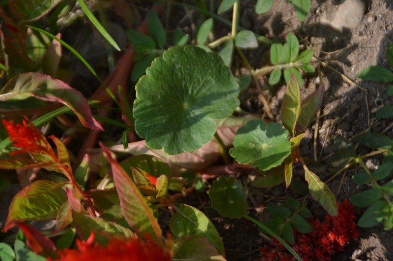 Hydrocotyle acuminata photo 3