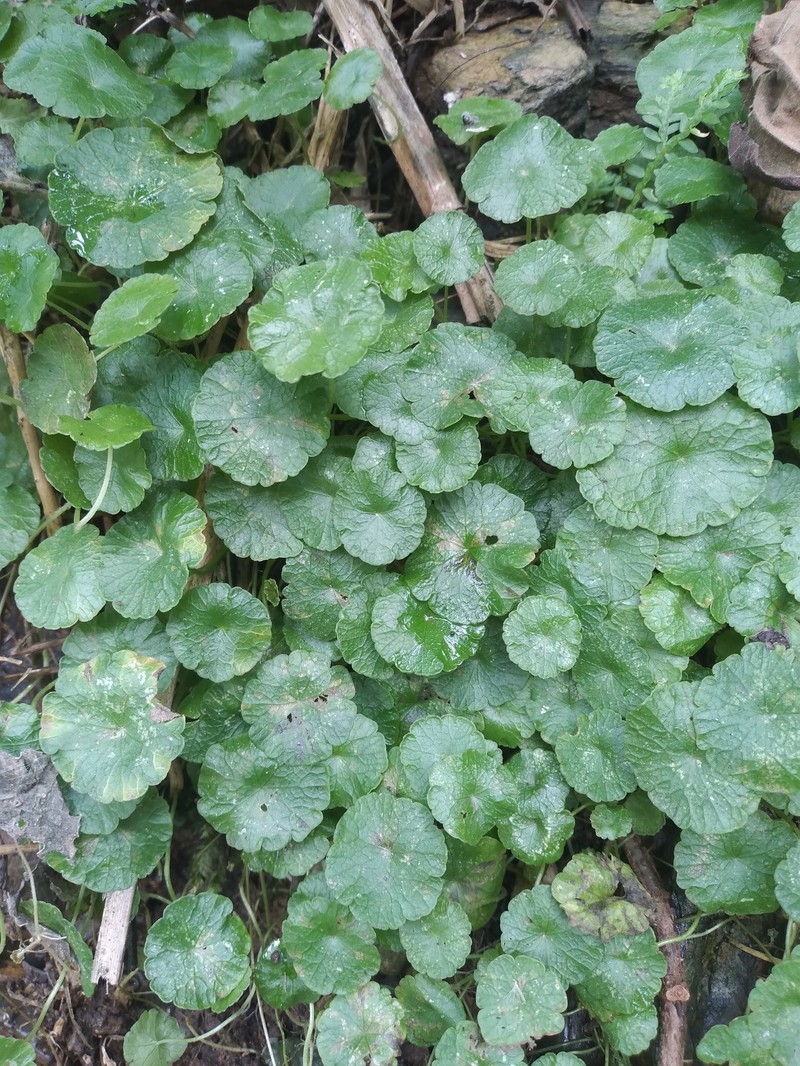 Hydrocotyle acuminata photo 5