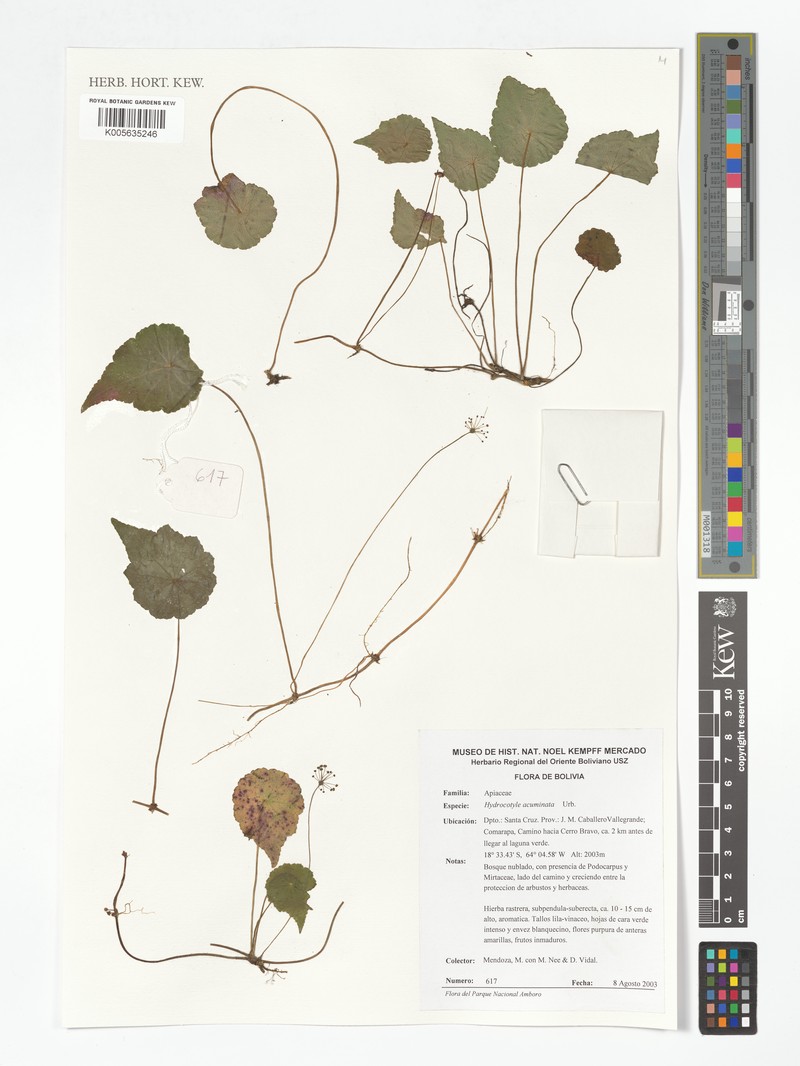 Hydrocotyle acuminata photo 6