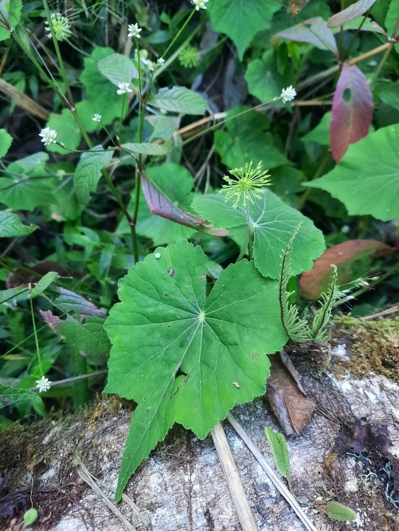 Hydrocotyle acutifolia