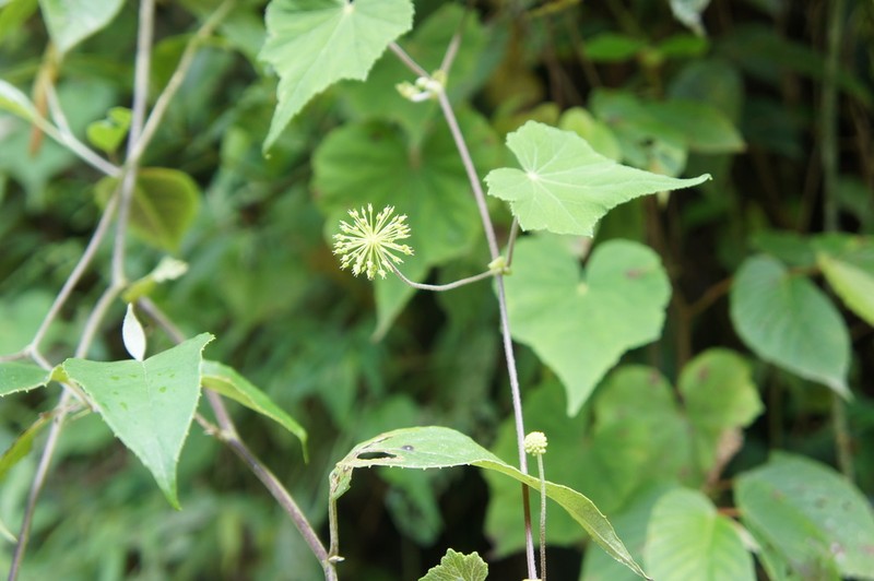 Hydrocotyle acutifolia photo 2