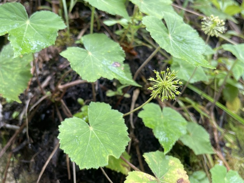 Hydrocotyle acutifolia photo 3