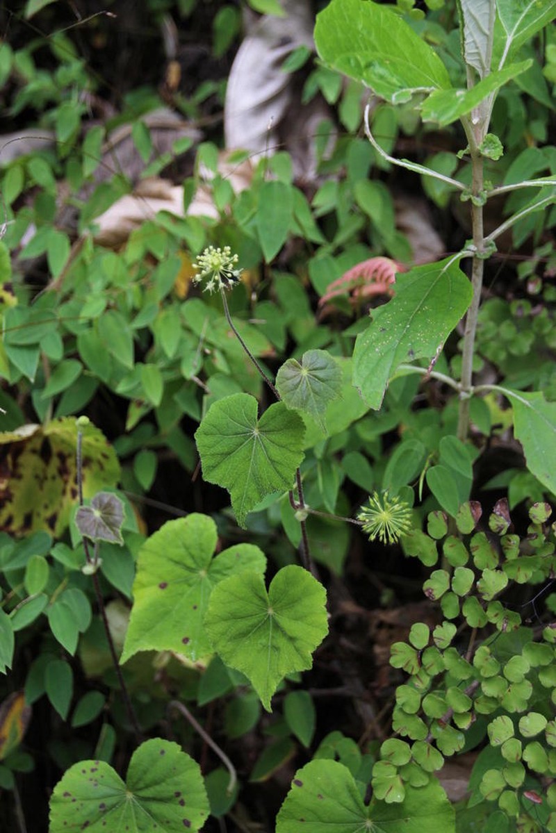 Hydrocotyle acutifolia photo 4