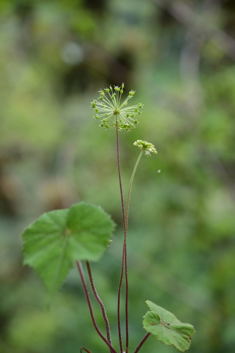 Hydrocotyle acutifolia photo 5