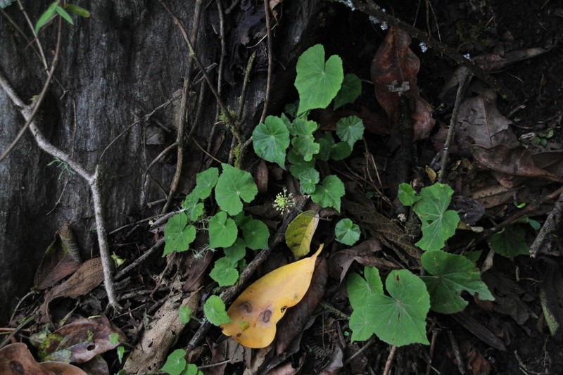 Hydrocotyle acutifolia photo 6