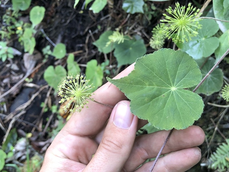 Hydrocotyle acutifolia photo 7
