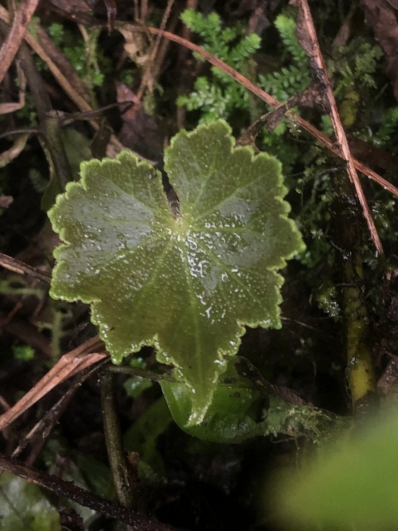 Hydrocotyle acutifolia photo 8