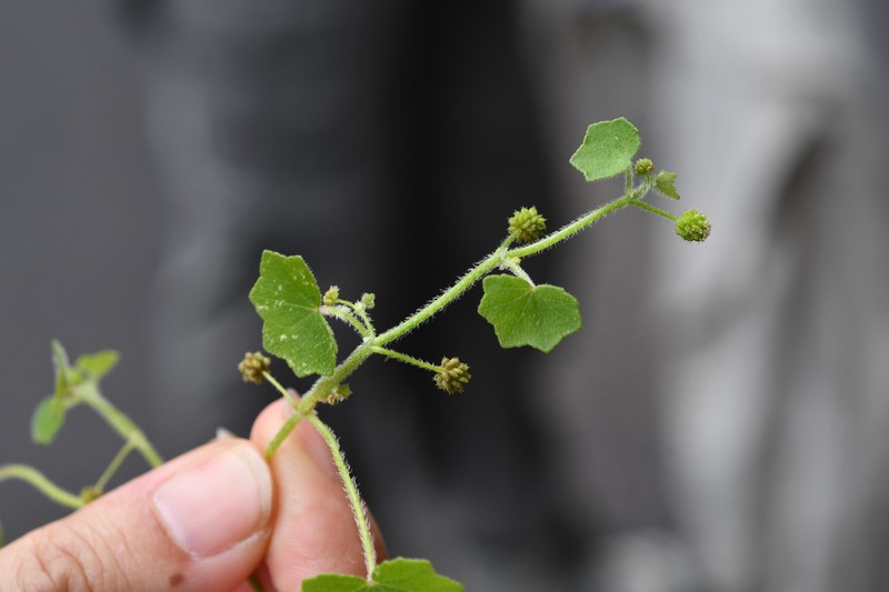 Hydrocotyle acutiloba photo 2
