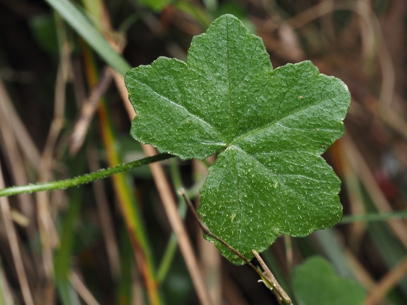 Hydrocotyle acutiloba photo 3