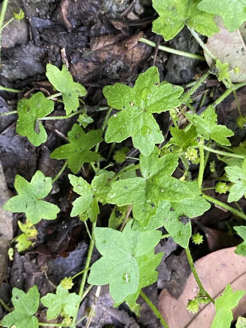 Hydrocotyle acutiloba photo 4