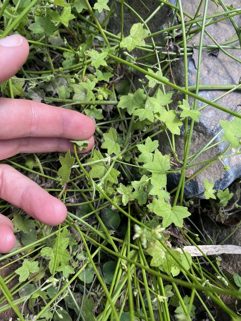 Hydrocotyle acutiloba photo 5