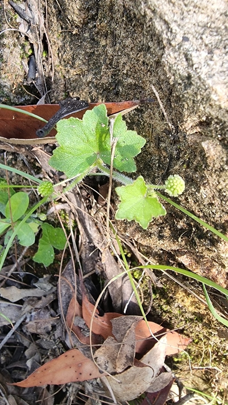 Hydrocotyle acutiloba photo 6