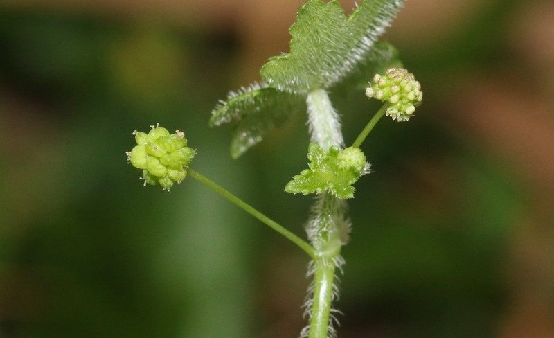 Hydrocotyle acutiloba photo 7