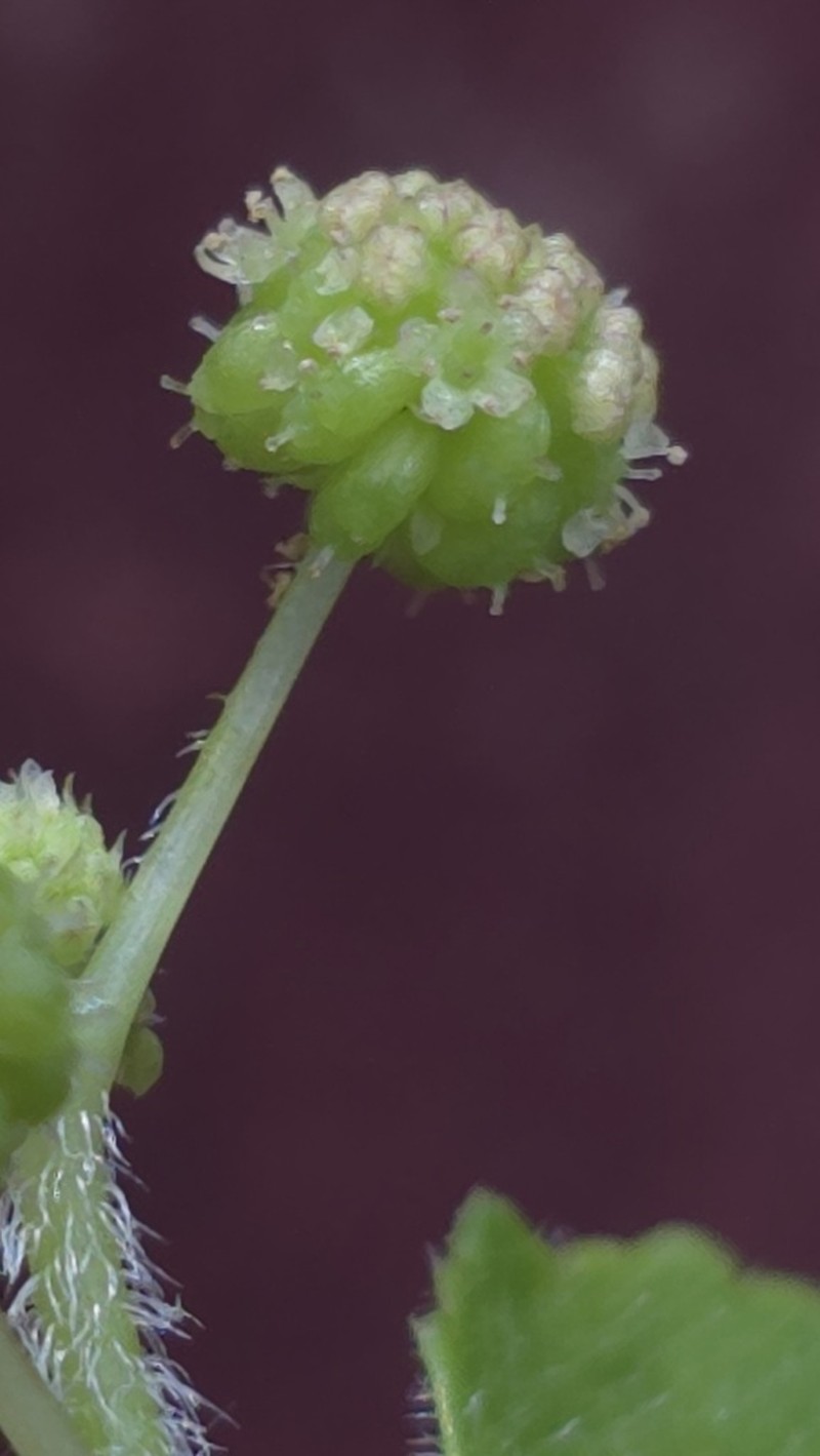 Hydrocotyle acutiloba photo 8