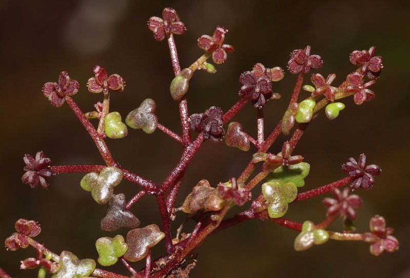 Hydrocotyle alata