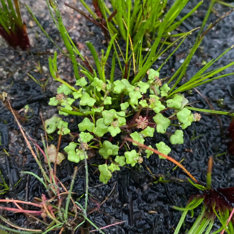 Hydrocotyle alata photo 2