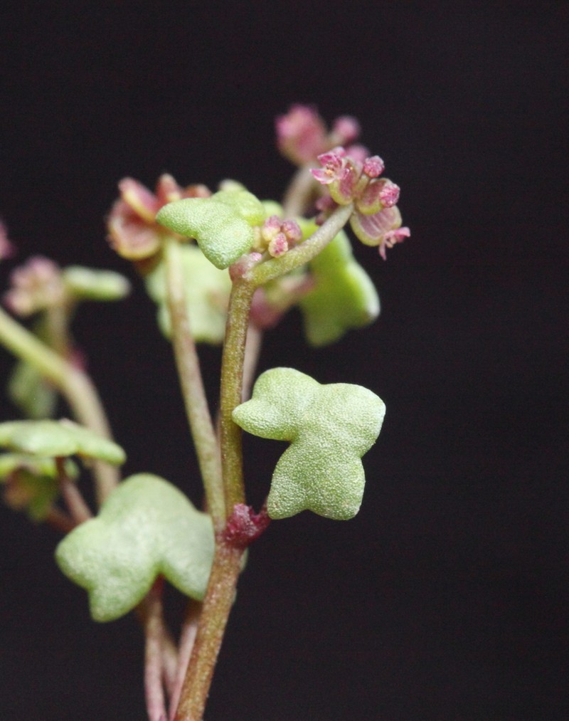 Hydrocotyle alata photo 3