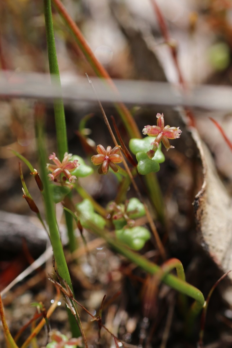 Hydrocotyle alata photo 4