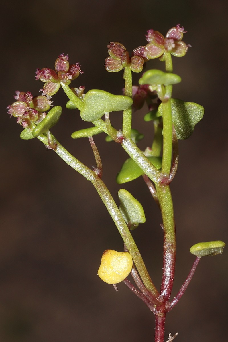 Hydrocotyle alata photo 5