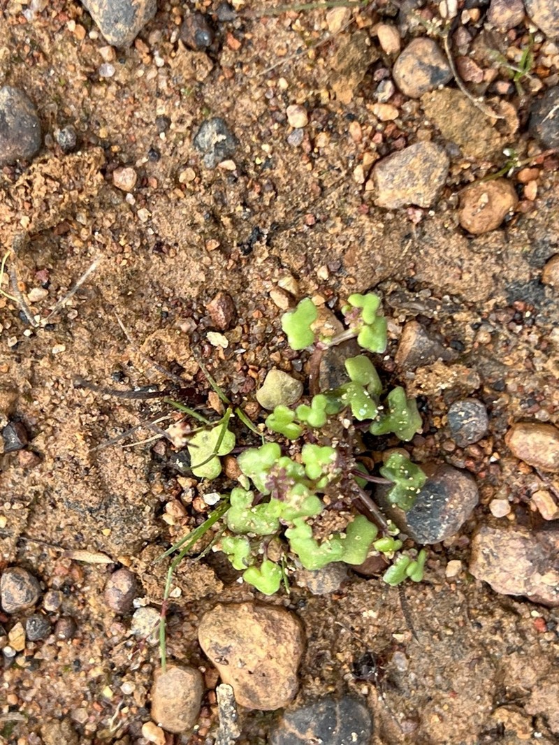 Hydrocotyle alata photo 6