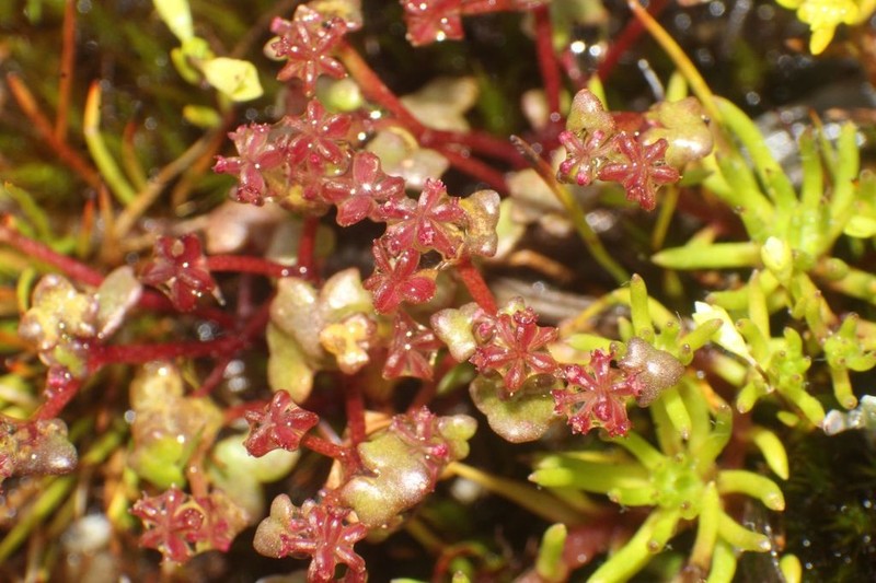 Hydrocotyle alata photo 7