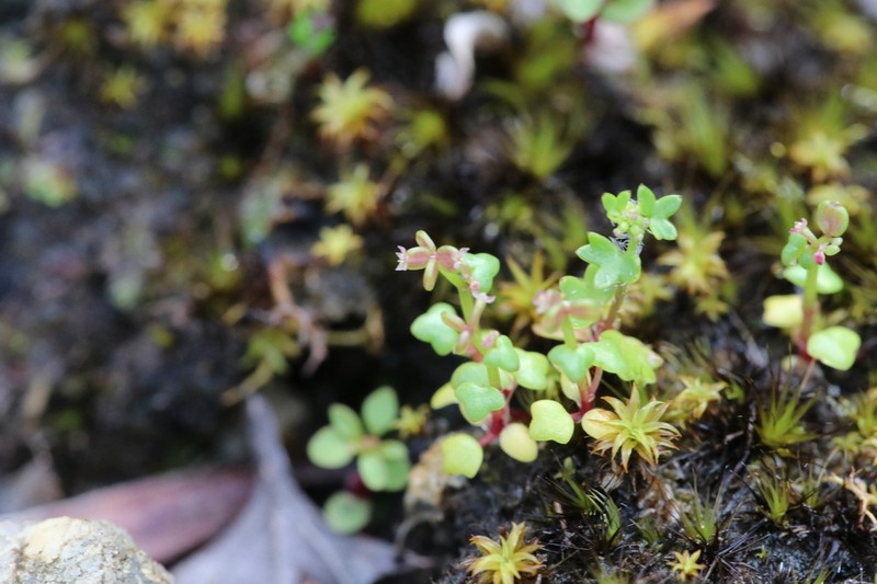 Hydrocotyle alata photo 8