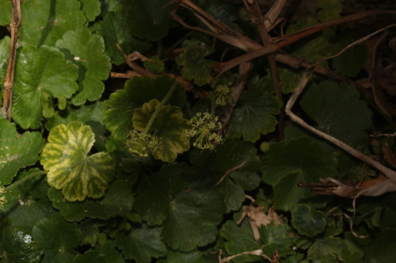 Hydrocotyle alchemilloides