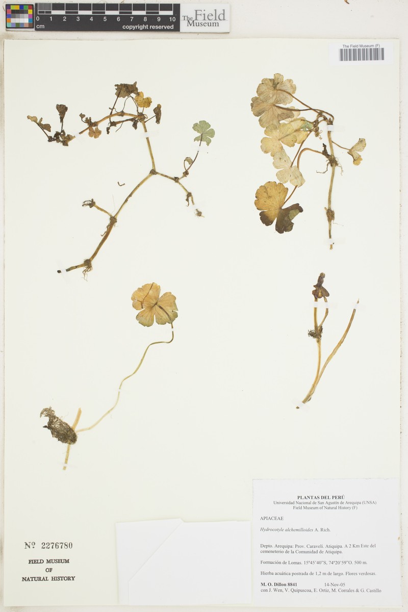 Hydrocotyle alchemilloides photo 2