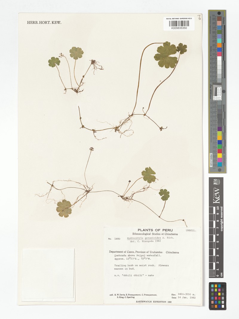 Hydrocotyle alchemilloides photo 3