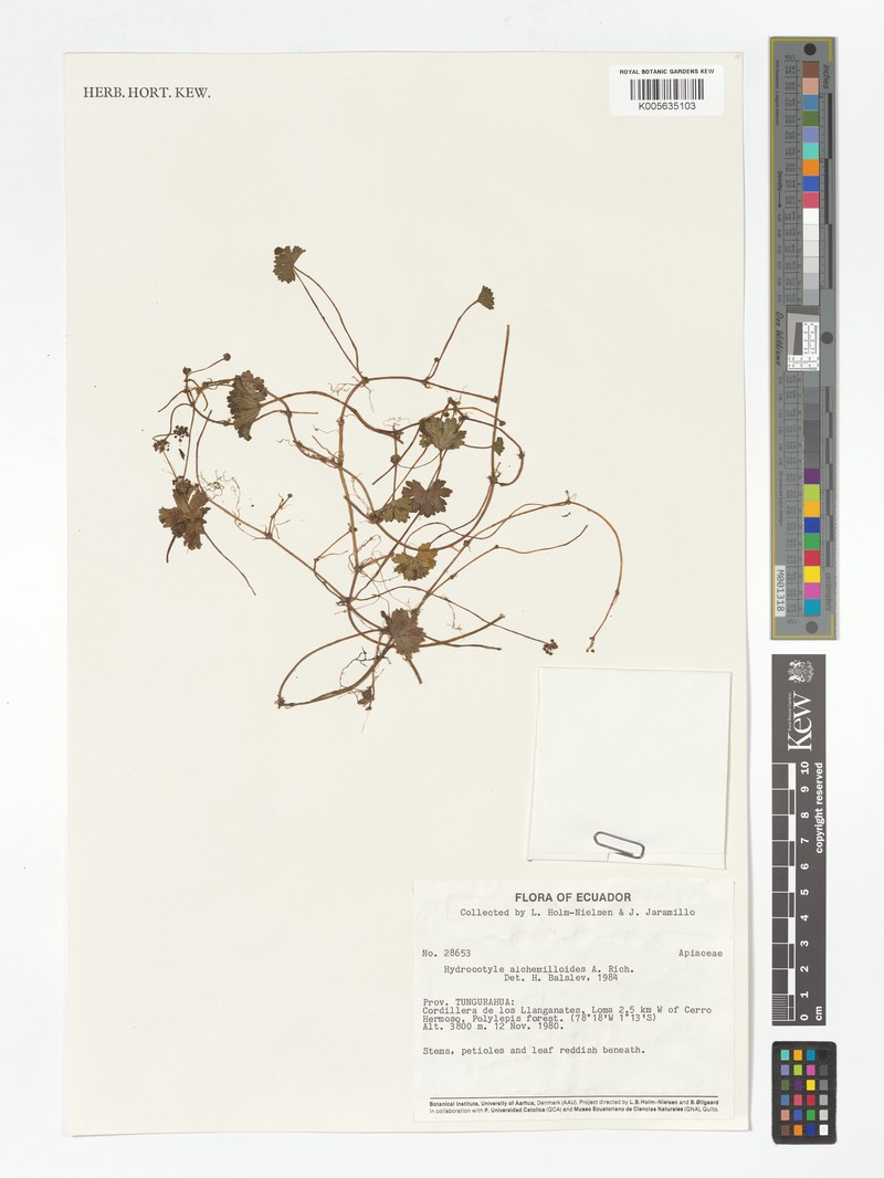 Hydrocotyle alchemilloides photo 4