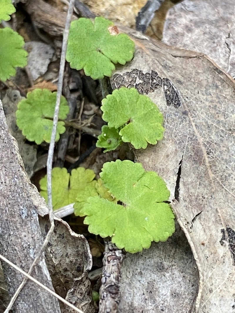 Hydrocotyle algida