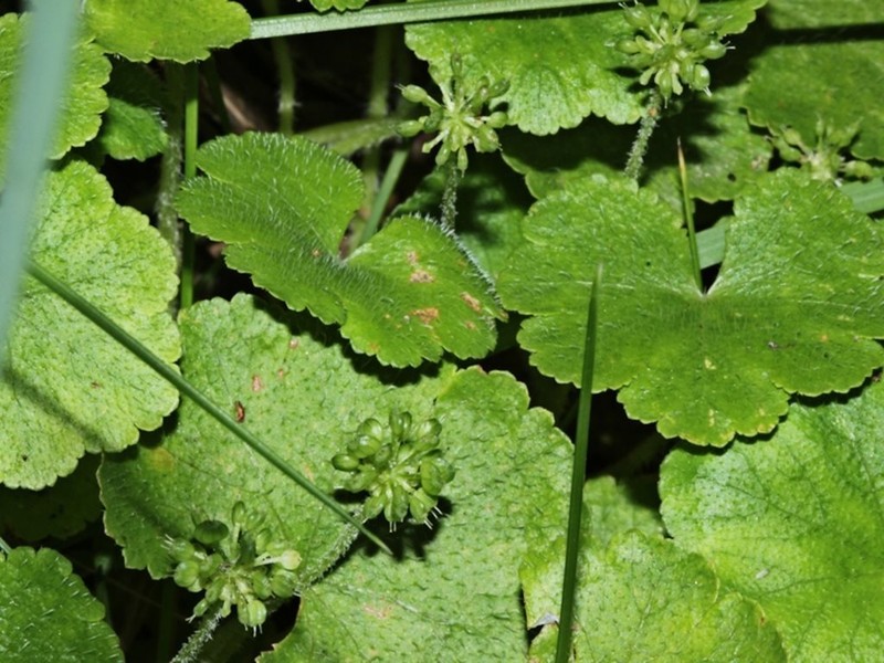 Hydrocotyle algida photo 2
