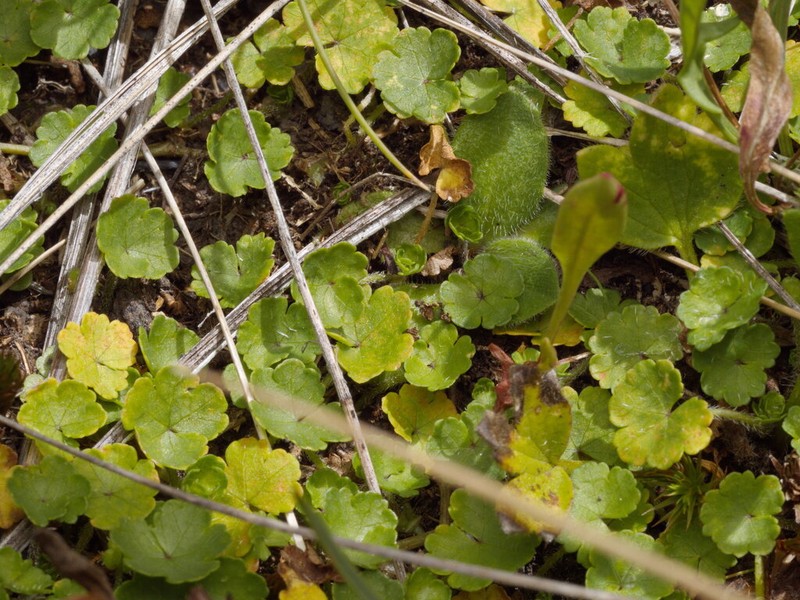 Hydrocotyle algida photo 3