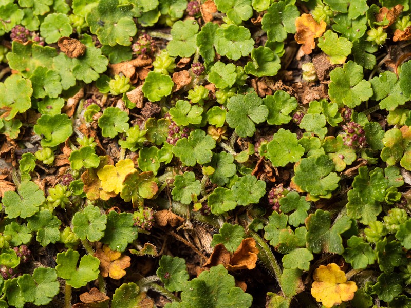 Hydrocotyle algida photo 4