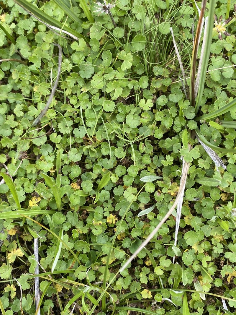 Hydrocotyle algida photo 5