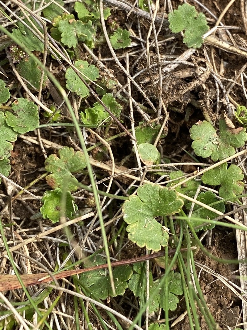Hydrocotyle algida photo 6