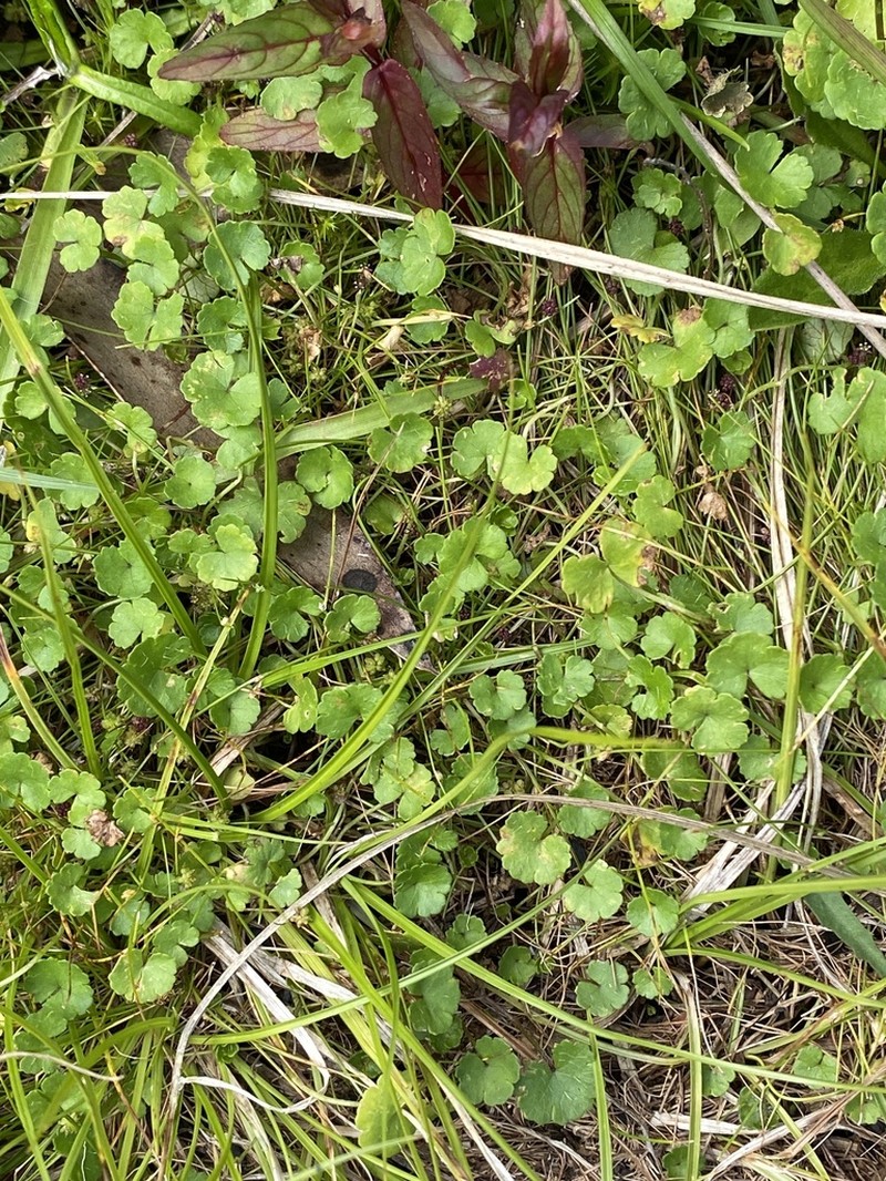 Hydrocotyle algida photo 7