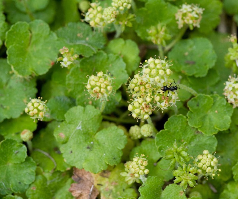 Hydrocotyle algida photo 8
