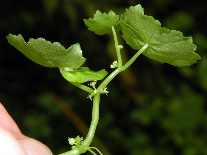 American Marshpennywort
