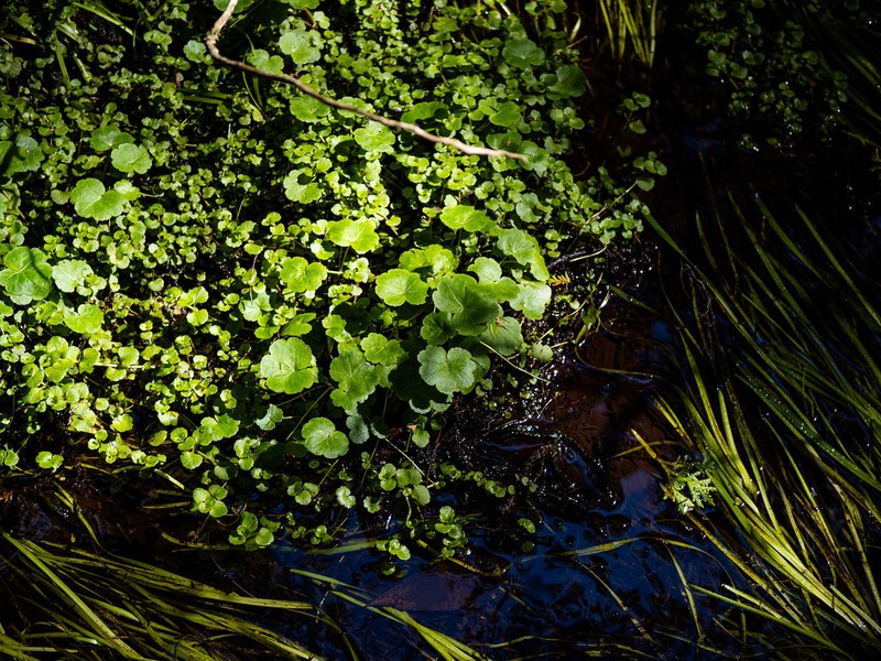 American Marshpennywort