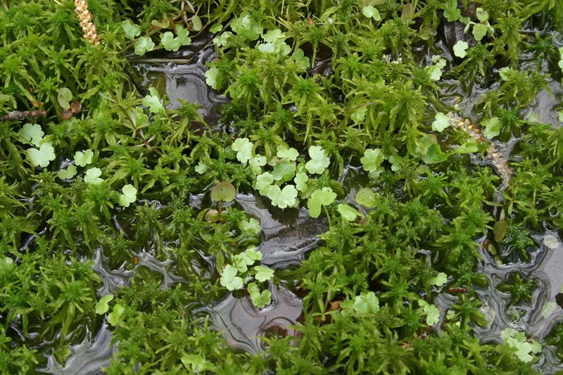 American Marshpennywort photo 3