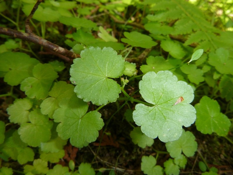 American Marshpennywort photo 4