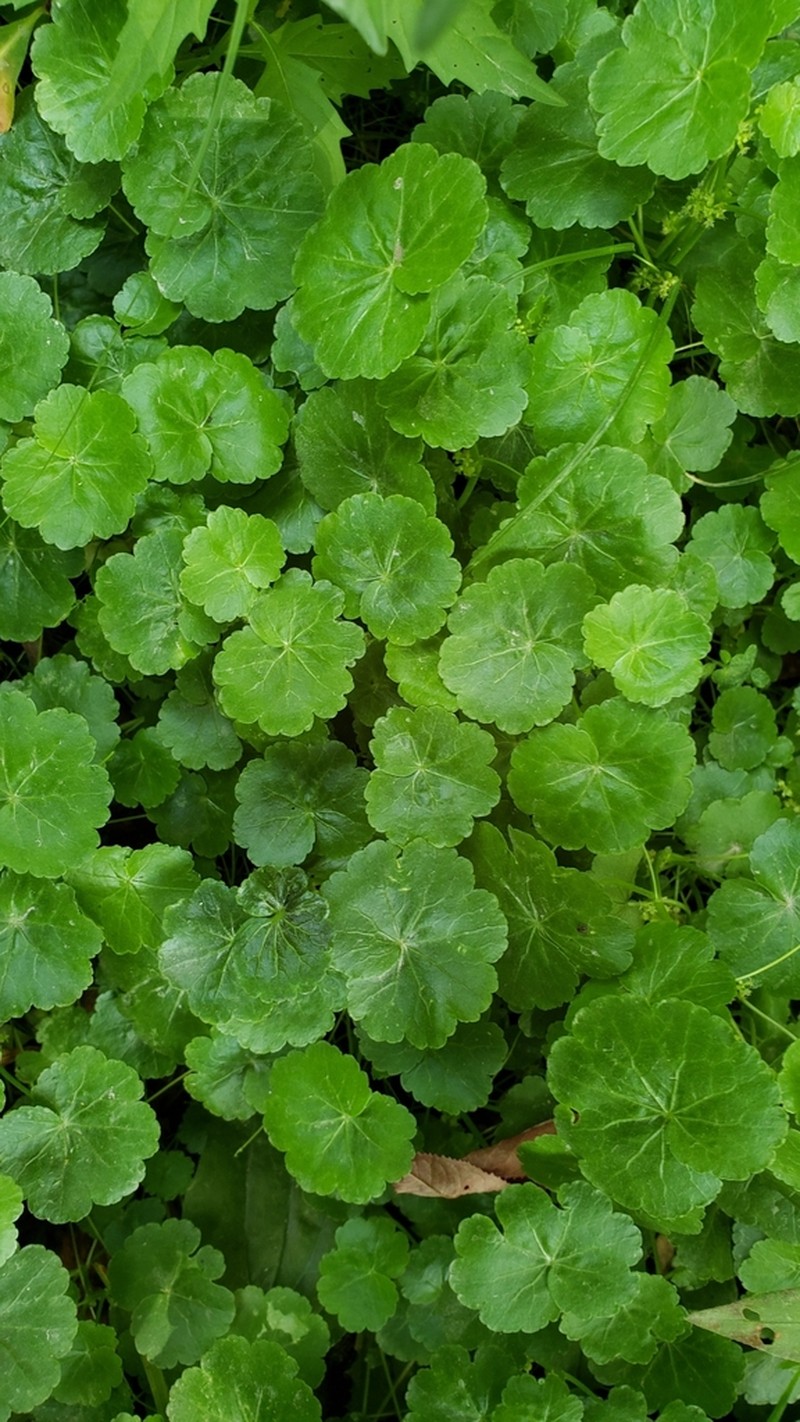 American Marshpennywort photo 5