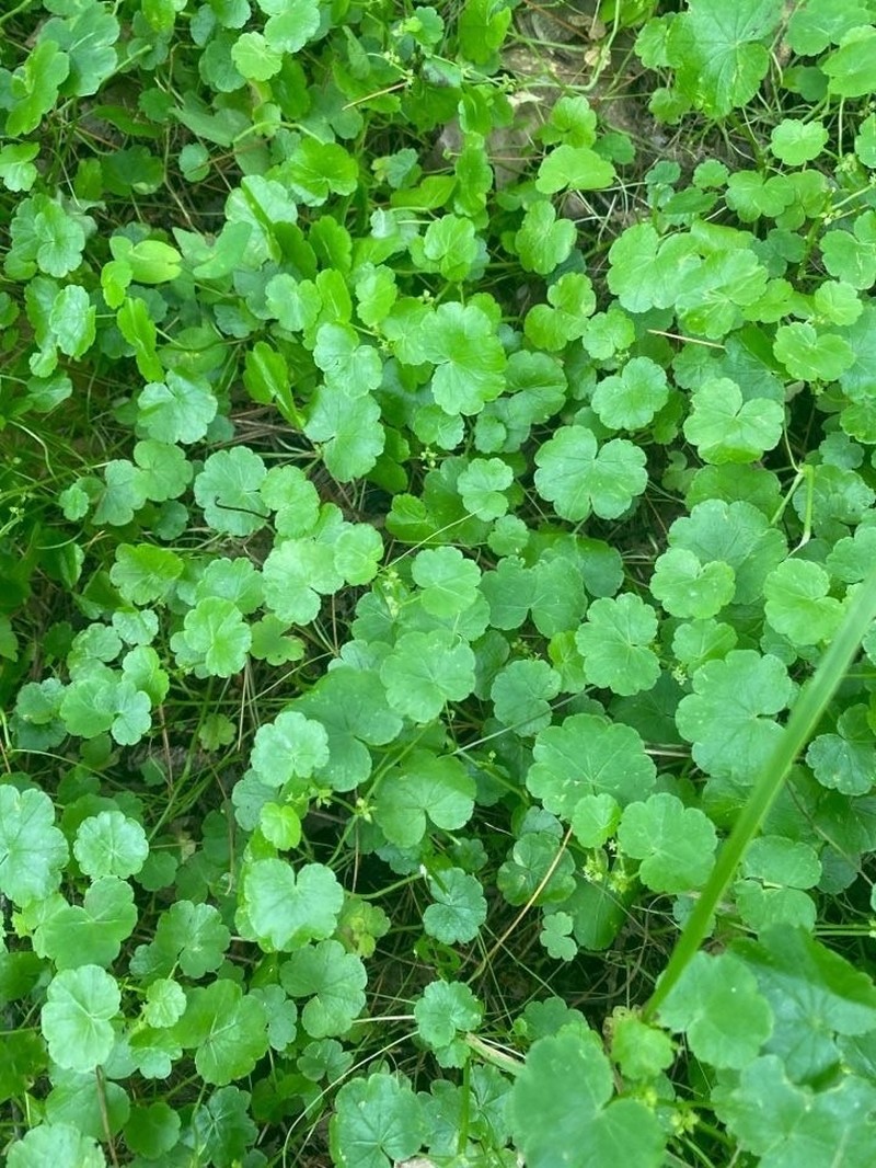 American Marshpennywort photo 6