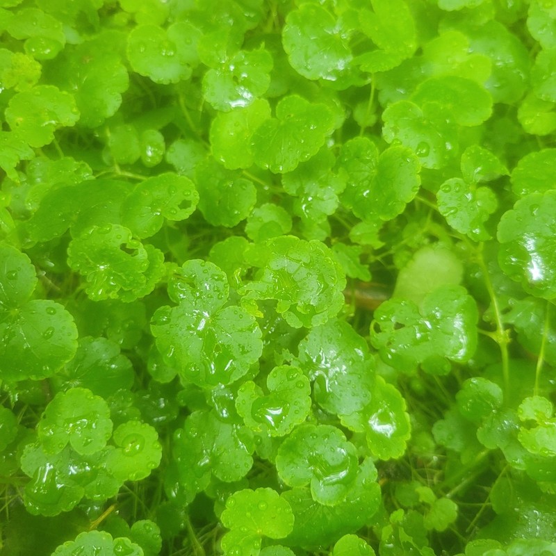 American Marshpennywort photo 7