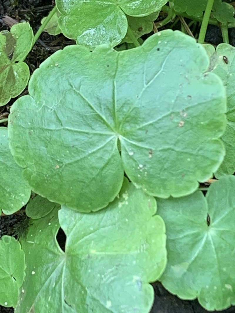 American Marshpennywort photo 8