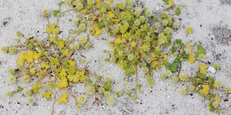 Hydrocotyle asterocarpa