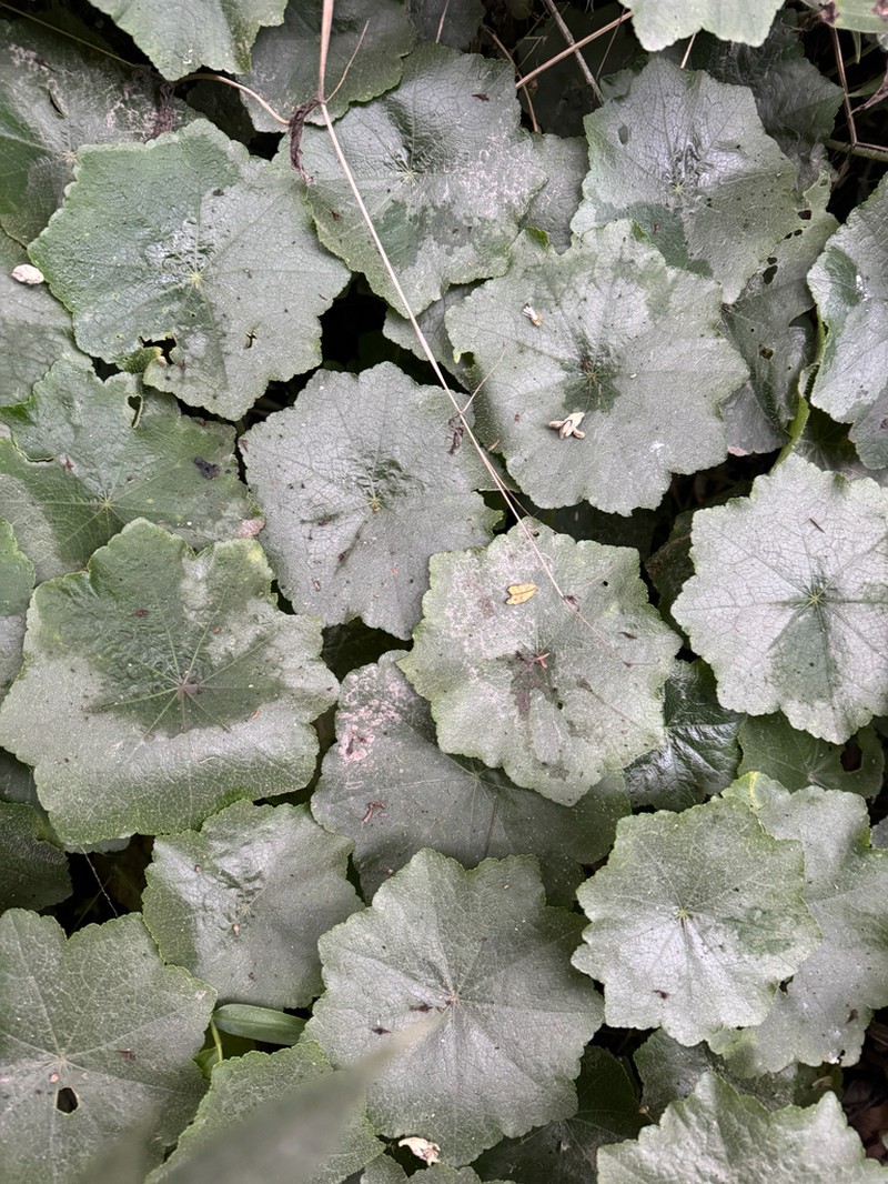 Hydrocotyle barbarossa
